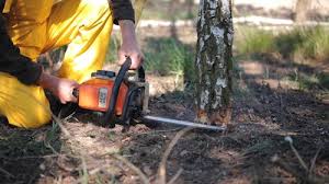 Best Storm Damage Tree Cleanup  in Sachse, TX
