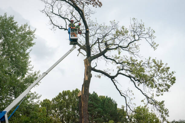 Reliable Sachse, TX Tree Care Solutions