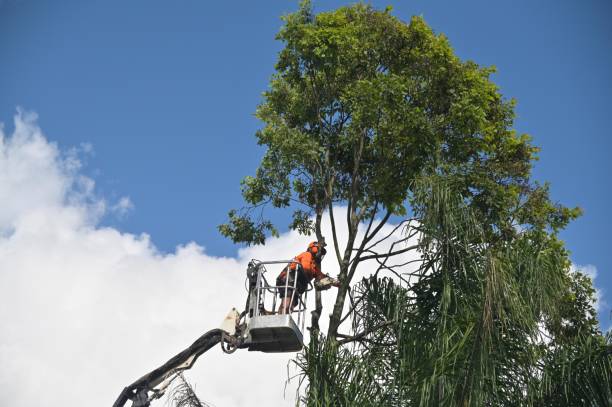Best Weed Control  in Sachse, TX