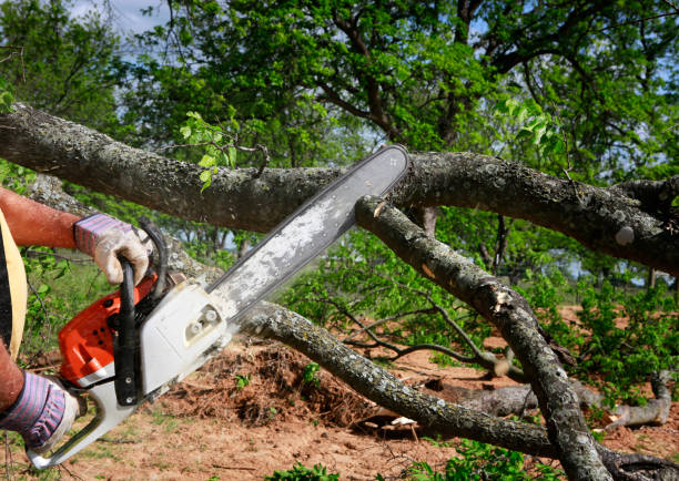 Best Arborist Consultation Services  in Sachse, TX